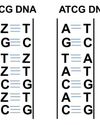 Expansion of genetic alphabet from ATCG to ZTCG in some viruses