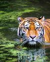 Tigers in the neighborhood: How India makes room for both tigers and people