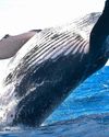 The marvel of migration: behaviour and mechanisms in animals12