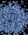 Human Metapneumovirus (HMPV): Unveiling the Silent Respiratory Threat