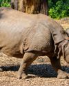 Rhino Genome Mapped in Hopes of Species Rescue1