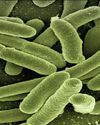 How Bacteria Hunt with Poison-Tipped Harpoons17