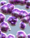 How Bacteria Signal to Survive Antibiotic Attacks?5
