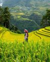 India's Genome-Edited Rice Revolution:12