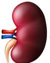 First Transplant of Kidney with Modified Blood Type Expands Hope for Patients First Transplant of Kidney with Modified Blood Type Expands Hope for Patients2