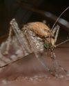 Genomic Evidence Redefines the Evolutionary Age of Mosquitoes Genomic Evidence Redefines the Evolutionary Age of Mosquitoes9