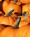 Your pumpkin might be hiding a toxic secret Your pumpkin might be hiding a toxic secret6