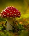 The billion-year reign of fungi that predated plants and made Earth livable The billion-year reign of fungi that predated plants and made Earth livable12