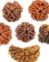 Significance of Rudraksha