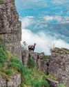 AMONG THE BLUE MOUNTAINS India Today