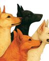 A War On Delhi Strays India Today