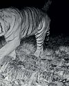 A HIMALAYAN MYSTERY TIGER IN THE GLACIERS A HIMALAYAN MYSTERY TIGER IN THE GLACIERS2