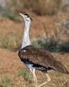 POWER LINES VS PLUMAGE SAVING THE BUSTARD2