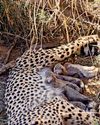 Meet the Next Gen Cheetahs7