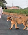 CONSERVATION DILEMMAS WILDLIFE VS HUMAN HABITATS2