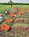 A Harvest of Tears Stalks Onion County9