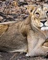 CANINE DISEASE OUTBREAK THE GIR LION KILLER4