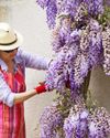 Wonderful WISTERIA