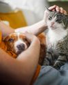 Paw & ORDER Paw & ORDER26