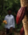 The Transition of the Global Supply Chain Amidst Rising Cocoa Prices