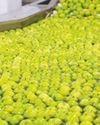 Fruits And Vegetables Processing Technologies