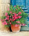 Oleander bushes