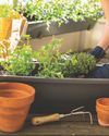 Crops for SMALL SPACES33