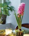 Country Homes & Interiors
