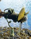YM and CA join forces to launch crackdown campaign on unmarked fishing gear YM and CA join forces to launch crackdown campaign on unmarked fishing gear0