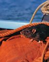 Yachting Monthly UK