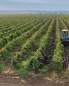 UKRAINE A wine odyssey