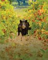 ALL CREATURES GREAT AND NOT SO GREAT8