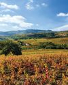 Beaujolais A wine lover's guide20