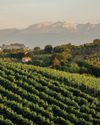 Cerasuolo d’Abruzzo - Italy’s most versatile wine? Cerasuolo d’Abruzzo - Italy’s most versatile wine?11