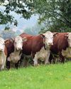 Native breeds Hereford