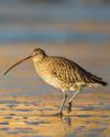 Curlew on the move