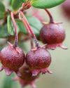 A berry timely harvest