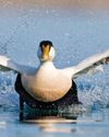 Duck and Cover - With a comical and heart-warming call, the eider or 'cuddy duck' is a convivial bird that was highly favoured and protected by Northumberland's patron saint, says