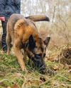 A Nose for Nature -With an uncanny ability to detect elusive species in the wild, dogs are poised to play a vital role in conservation and biosecurity.