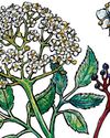 Queen of the hedgerow Queen of the hedgerow