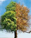 A song of the four seasons A song of the four seasons