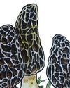 The morel of the story The morel of the story