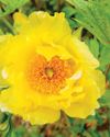 The mysterious tree peony The mysterious tree peony