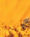 Today's pollen account Today's pollen account