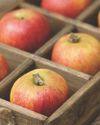 How 'bout them Welsh apples? How 'bout them Welsh apples?