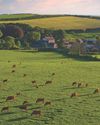 Livestock to the rescue Livestock to the rescue