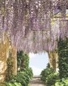 Wonderful wisteria Wonderful wisteria