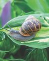 Back off, snails Back off, snails