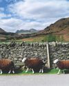 The first lady of the Herdwicks4