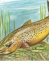 As trusty as a brown trout19